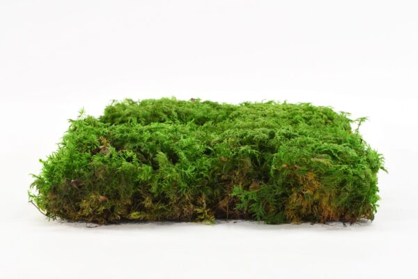 Fern moss